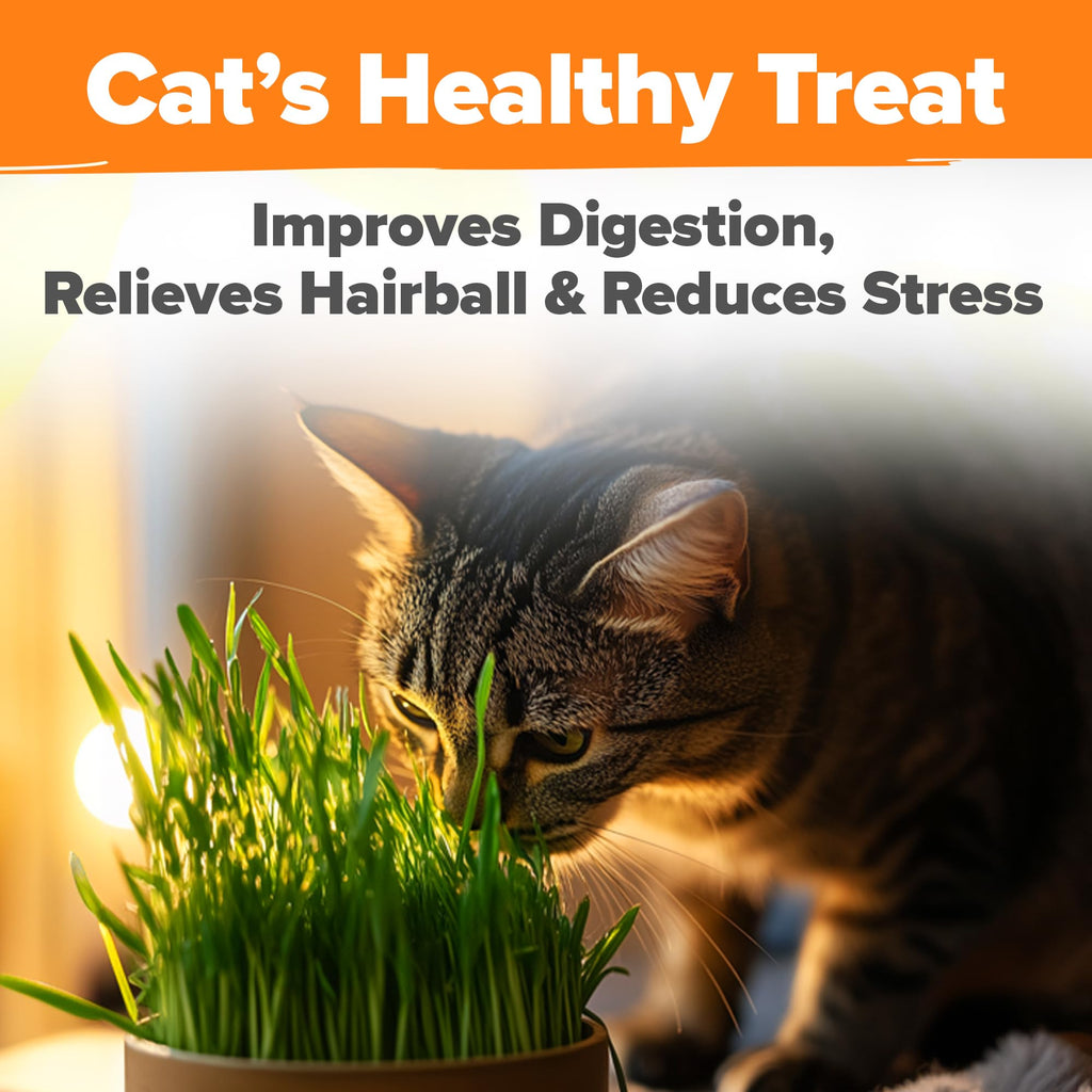 Cat Grass Seeds 4 oz Oat & Barley Mix W726514