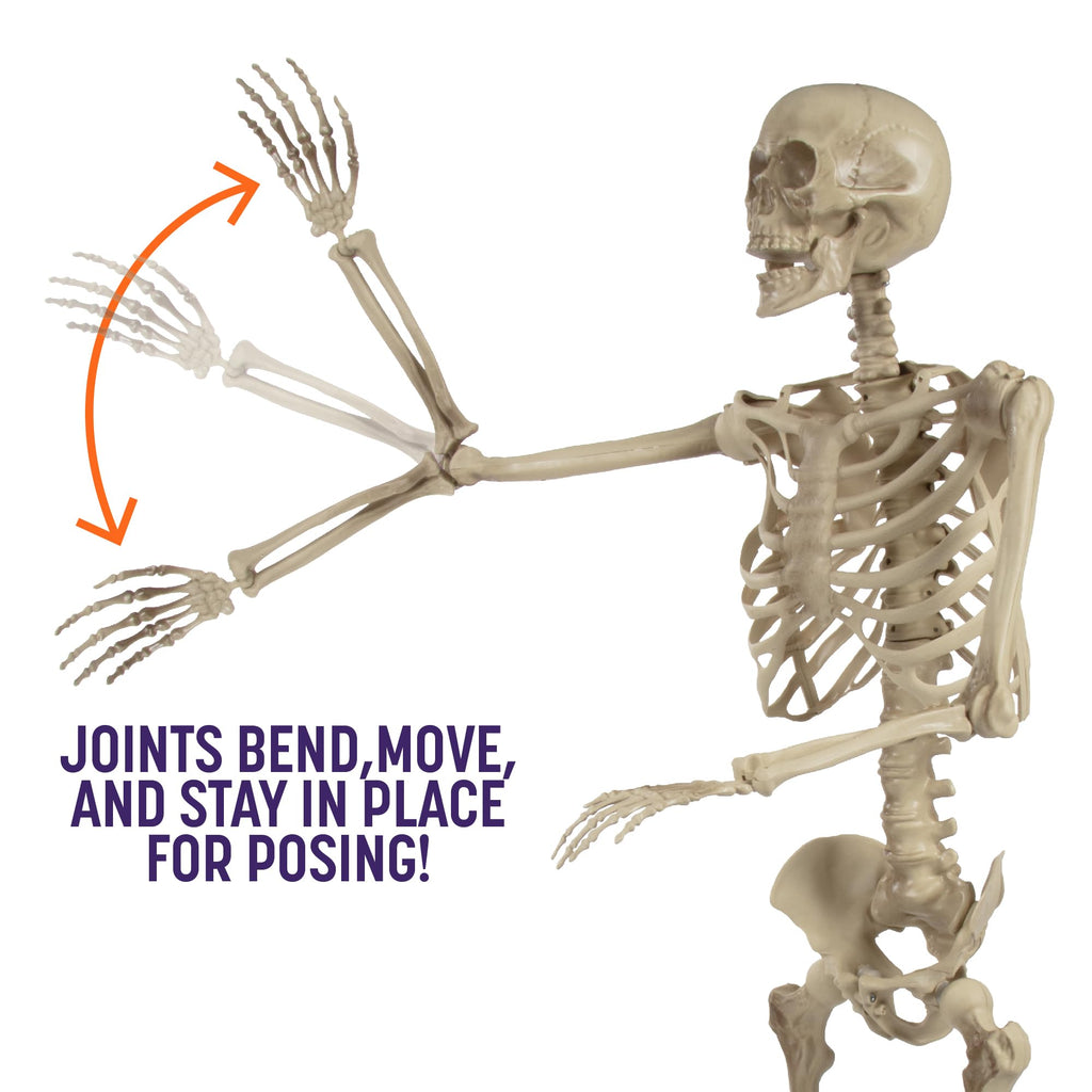 Life Size Posable Human Skeleton 4pk L49321