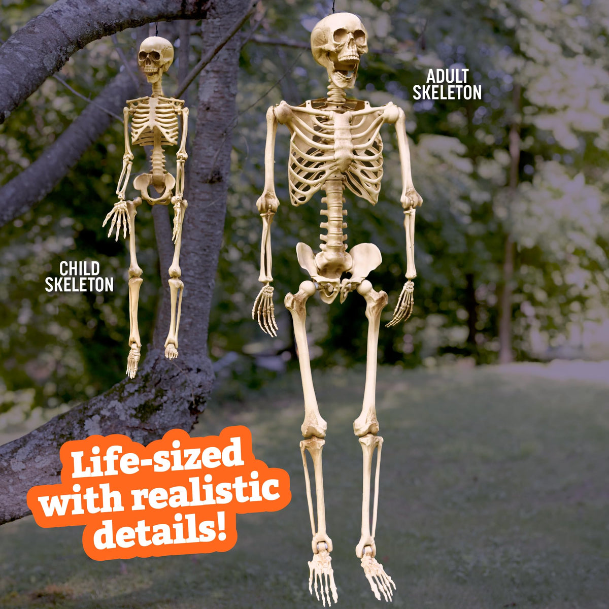 Life Size Posable Human Skeleton 4pk L49321