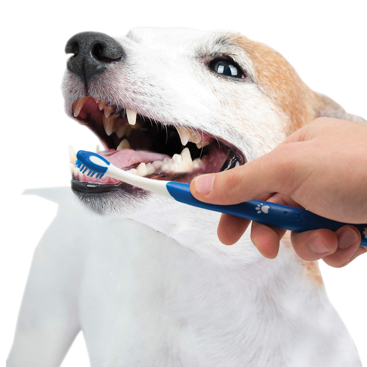 Puppy Dental Kit 3 Count C2621