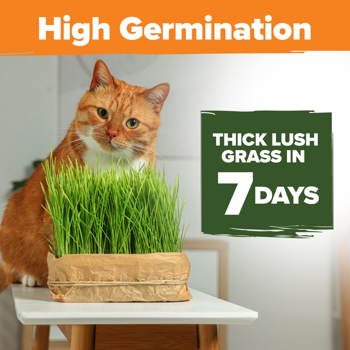 Cat Grass Seeds 4 oz Oat & Barley Mix W726514
